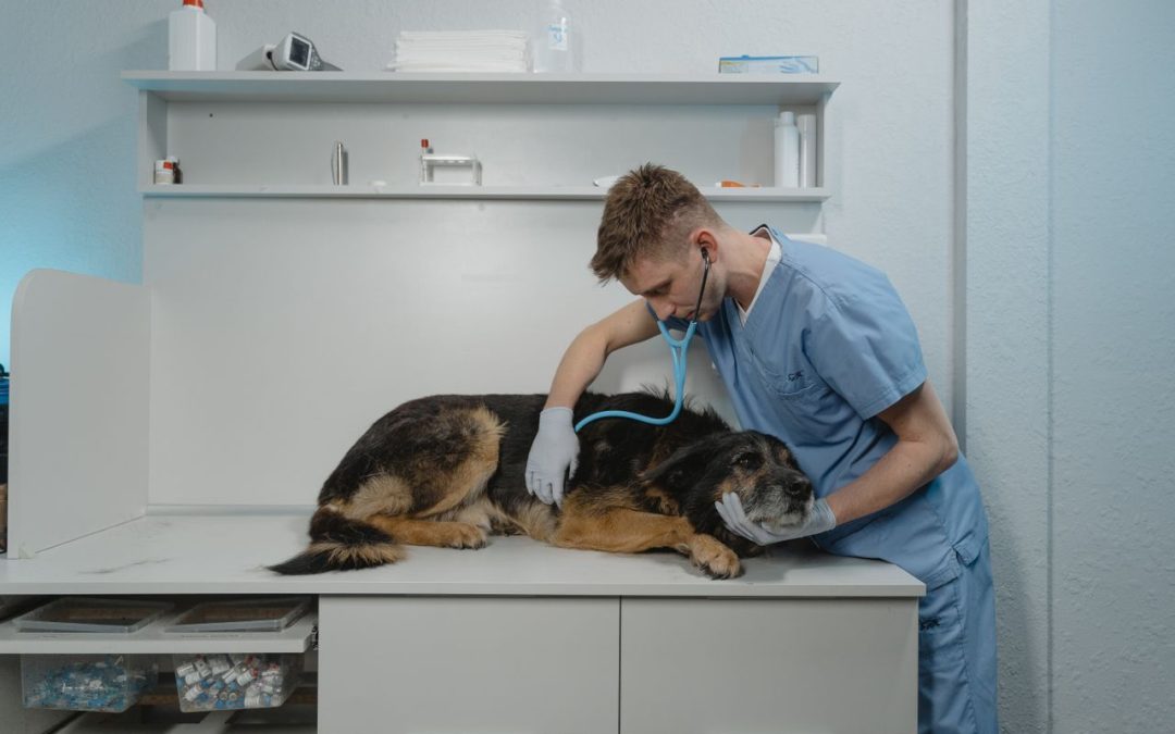 Därför är veterinärer så dyra i Sverige