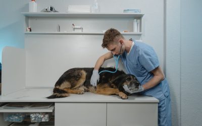 Därför är veterinärer så dyra i Sverige